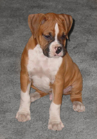 AKC Boxers