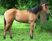 Tawny