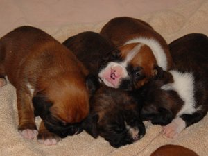 AKC Boxer Puppies For Sale