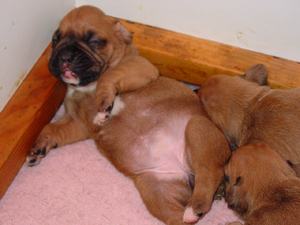 Registered Boxer For Sale