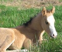 Sun Tan Party foal