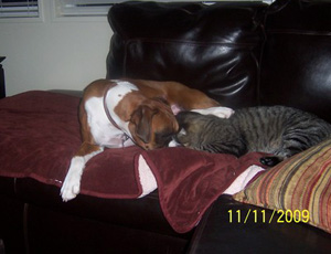 Boxer Dogs