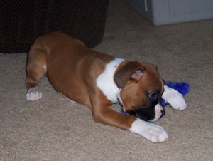 Boxers