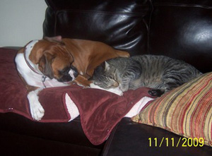 Boxer puppies for sale
