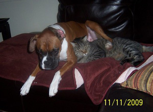 Boxer Dogs