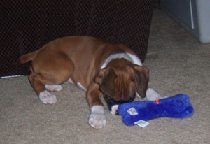 AKC Boxers