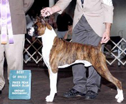 Huck's Sire