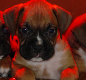 Boxers