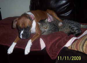 Boxer Dogs For Sale