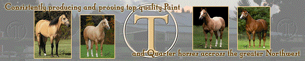 Circle T Training Stables