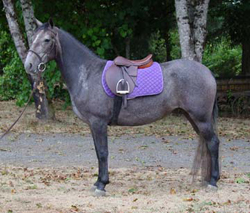 Ghitta Lipizzan mare for sale