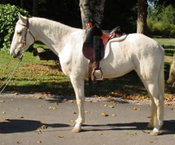 Tyke; gaited horse for sale